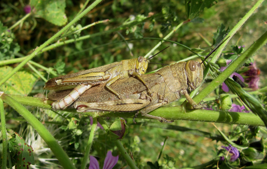 cavallette da identificare